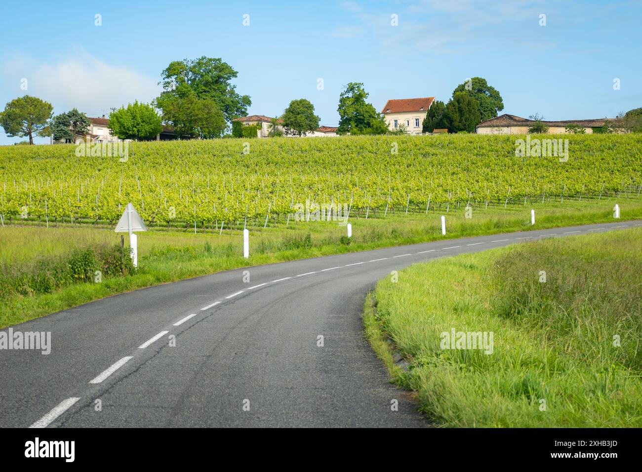 Été sur les vignobles de la région des vins blancs de Cognac, Charente, raisin blanc ugni blanc utilisations pour la distillation des spiritueux forts de Cognac et la vinification, France, Banque D'Images