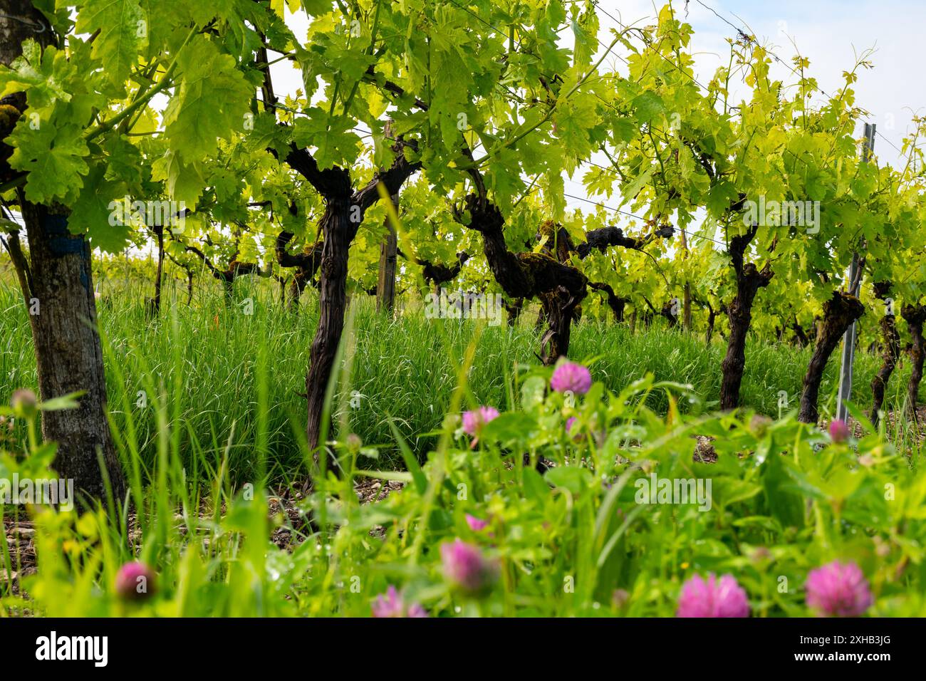 Été sur les vignobles de la région des vins blancs de Cognac, Charente, raisin blanc ugni blanc utilisations pour la distillation des spiritueux forts de Cognac et la vinification, France, Banque D'Images