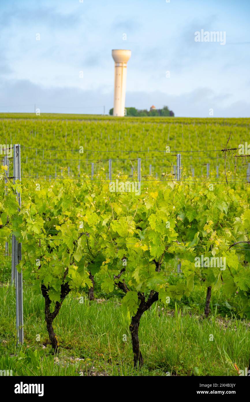 Été sur les vignobles de la région des vins blancs de Cognac, Charente, raisin blanc ugni blanc utilisations pour la distillation des spiritueux forts de Cognac et la vinification, France, Banque D'Images