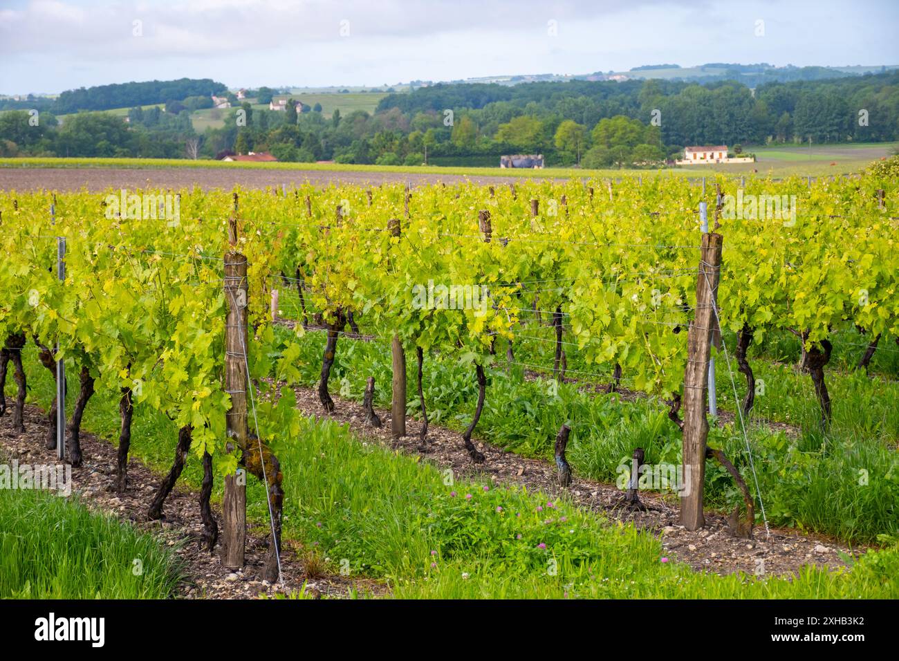 Été sur les vignobles de la région des vins blancs de Cognac, Charente, raisin blanc ugni blanc utilisations pour la distillation des spiritueux forts de Cognac et la vinification, France, Banque D'Images