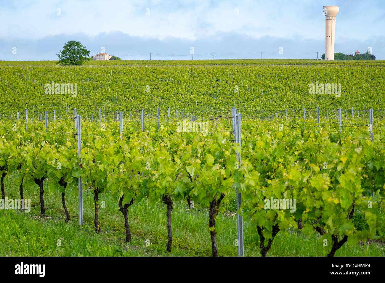 Été sur les vignobles de la région des vins blancs de Cognac, Charente, raisin blanc ugni blanc utilisations pour la distillation des spiritueux forts de Cognac et la vinification, France, Banque D'Images