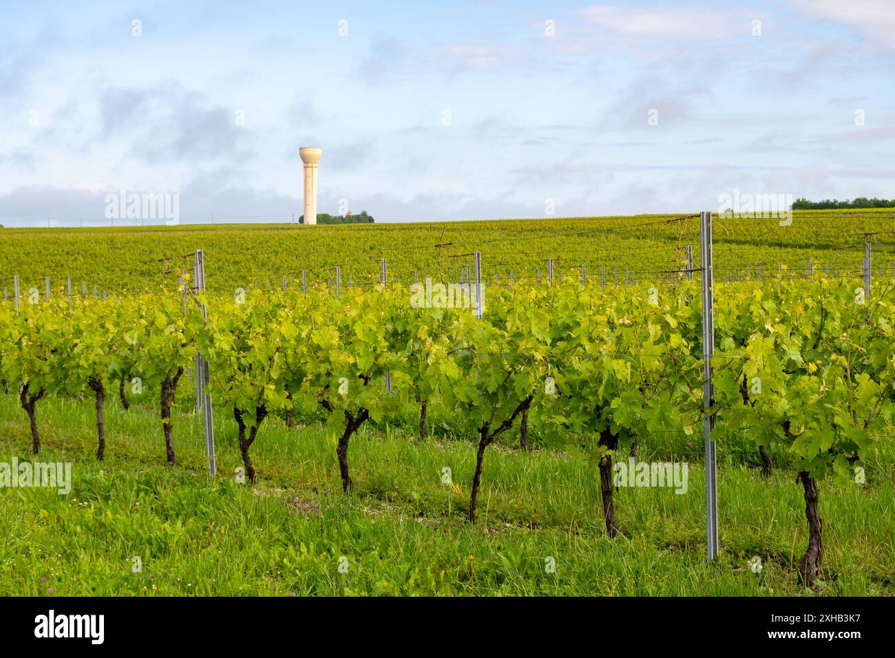 Été sur les vignobles de la région des vins blancs de Cognac, Charente, raisin blanc ugni blanc utilisations pour la distillation des spiritueux forts de Cognac et la vinification, France, Banque D'Images