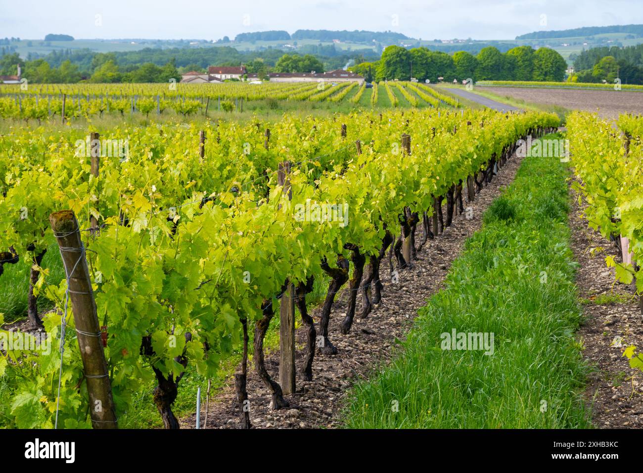 Été sur les vignobles de la région des vins blancs de Cognac, Charente, raisin blanc ugni blanc utilisations pour la distillation des spiritueux forts de Cognac et la vinification, France, Banque D'Images