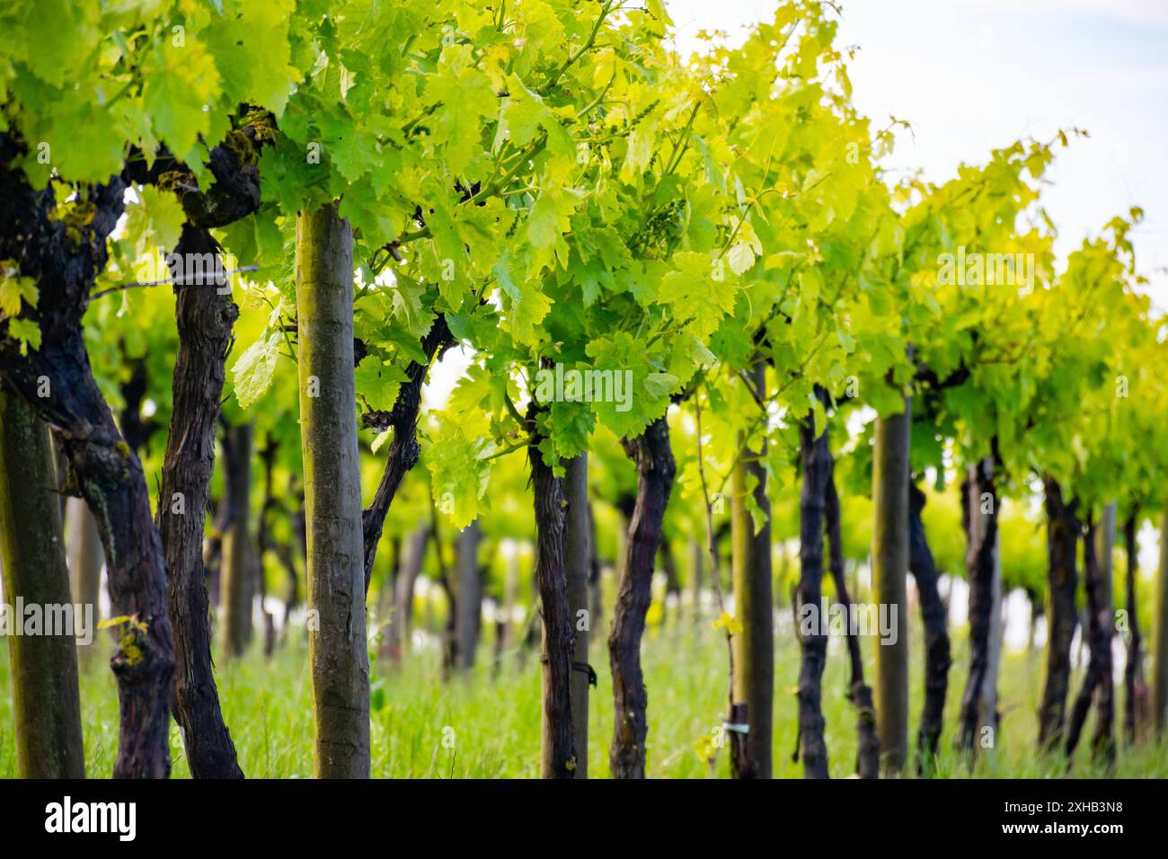 Été sur les vignobles de la région des vins blancs de Cognac, Charente, raisin blanc ugni blanc utilisations pour la distillation des spiritueux forts de Cognac et la vinification, France, Banque D'Images