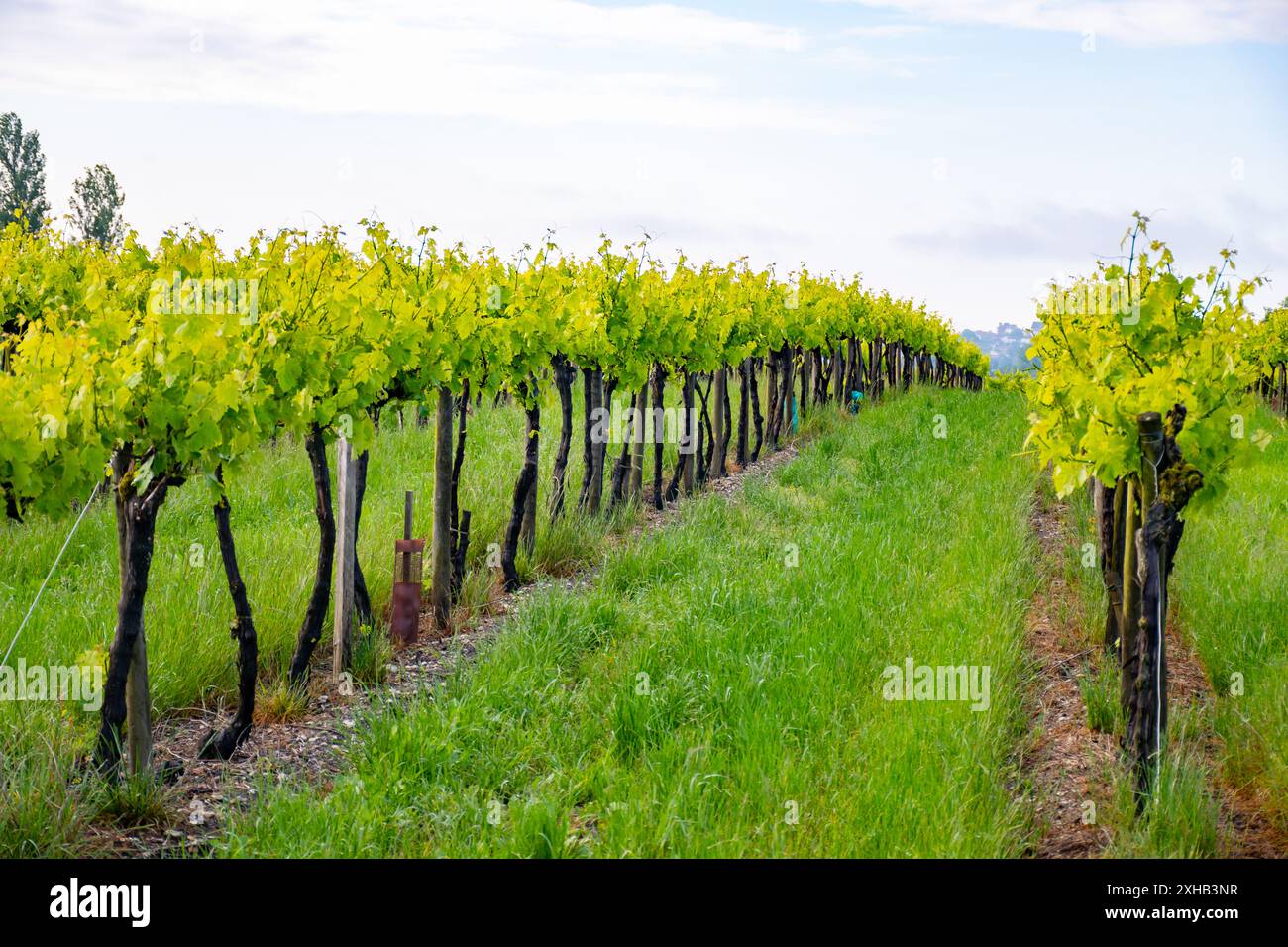 Été sur les vignobles de la région des vins blancs de Cognac, Charente, raisin blanc ugni blanc utilisations pour la distillation des spiritueux forts de Cognac et la vinification, France, Banque D'Images