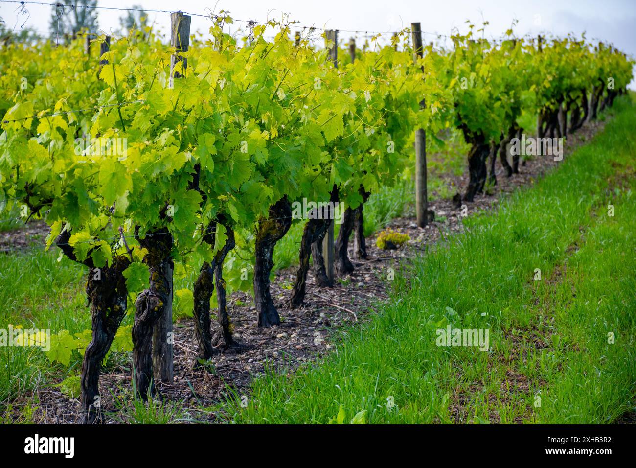 Été sur les vignobles de la région des vins blancs de Cognac, Charente, raisin blanc ugni blanc utilisations pour la distillation des spiritueux forts de Cognac et la vinification, France, Banque D'Images