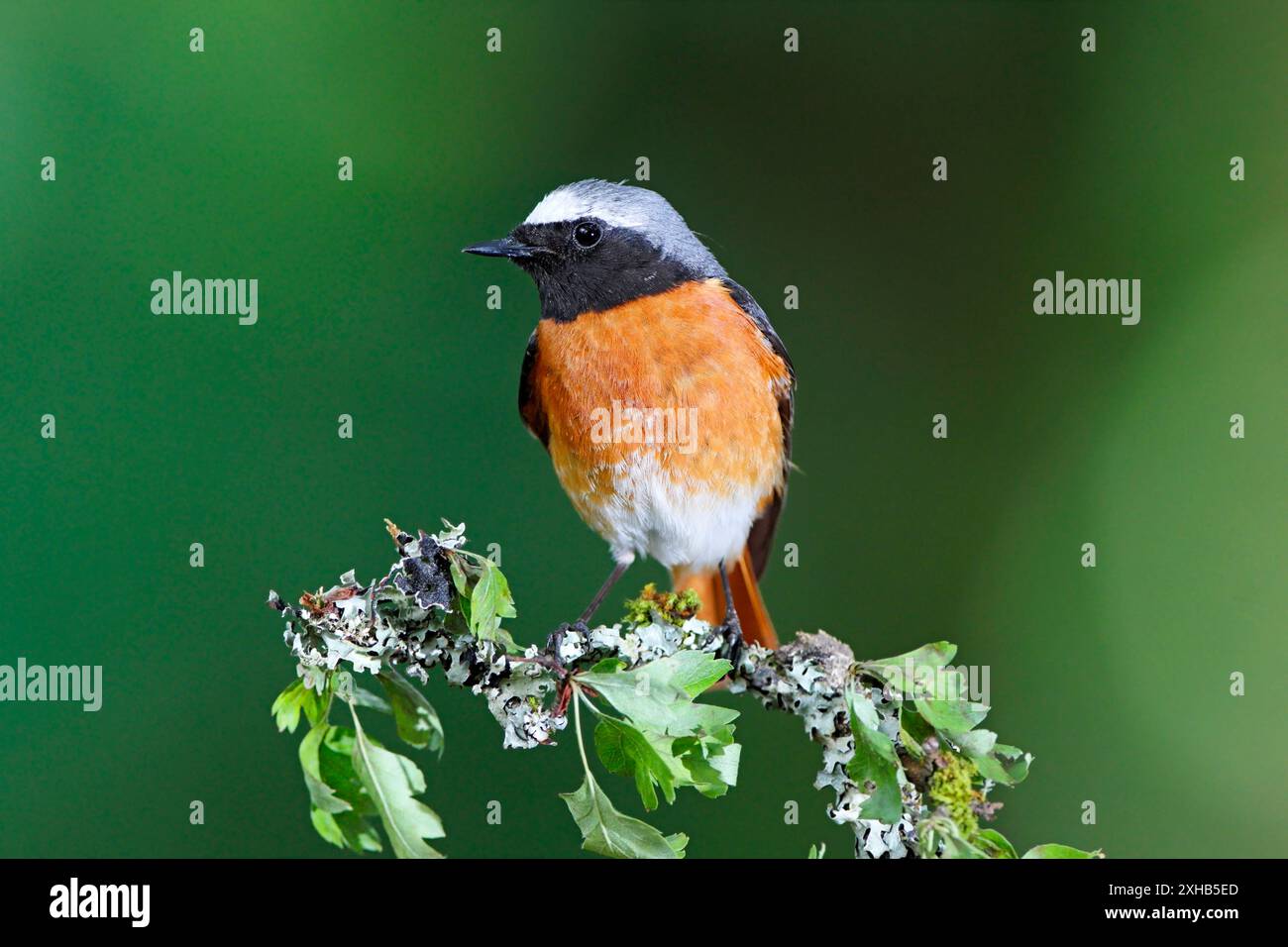 REDSTART (Phoenicurus phoenicurus), membre d'un couple reproducteur, Écosse, Royaume-Uni. Banque D'Images