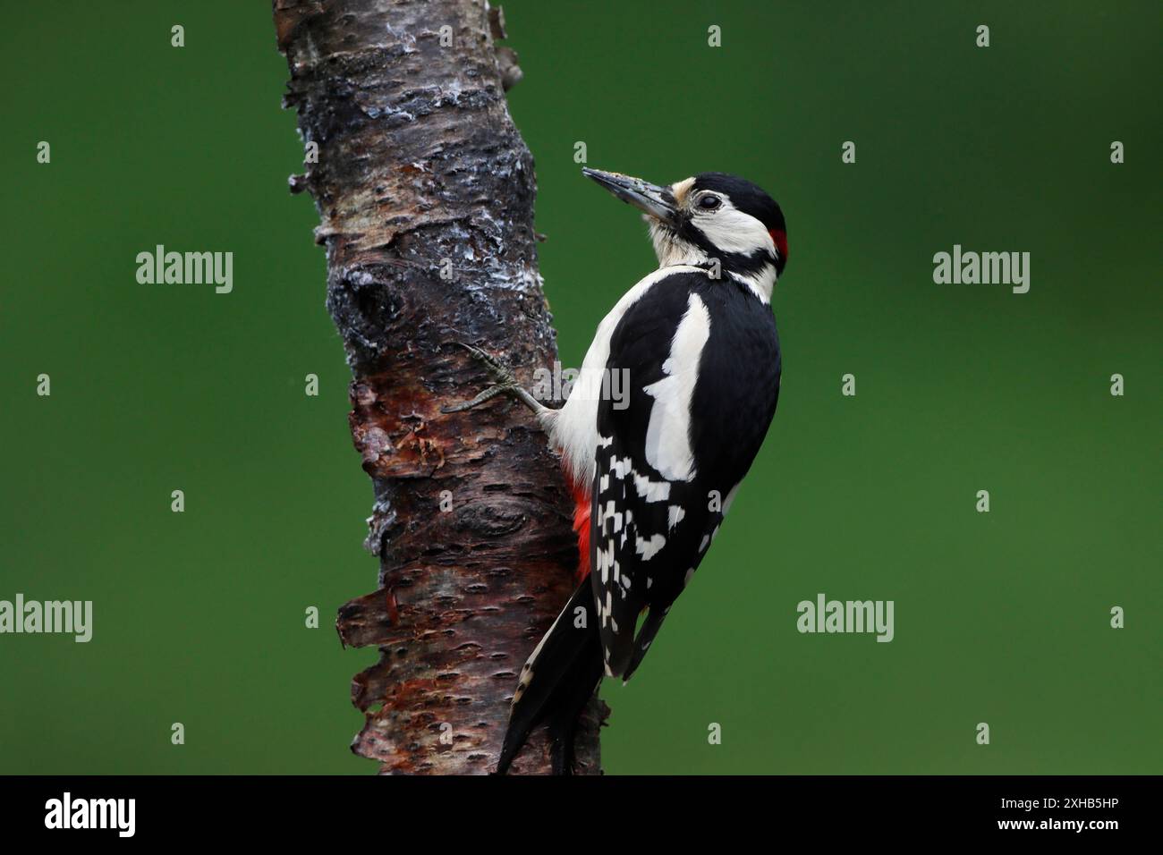 GREAT SPOTTED WOODPECKER (Dendrocopos major) sur un tronc d'arbre, au Royaume-Uni. Banque D'Images