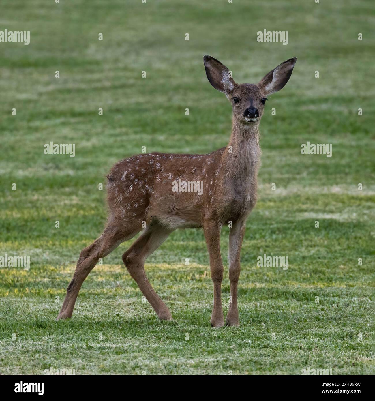 Fauve de cerf à queue noire à pois blancs en alerte. Parc du comté de Quail Hollow, comté de Santa Cruz, Californie, États-Unis. Banque D'Images