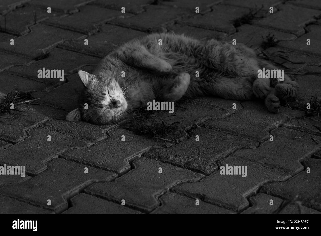Sommeil ensoleillé. La sieste tranquille d'un chat errant sur un sol en béton ensoleillé. Sweet Dreams. Noir et blanc. Banque D'Images