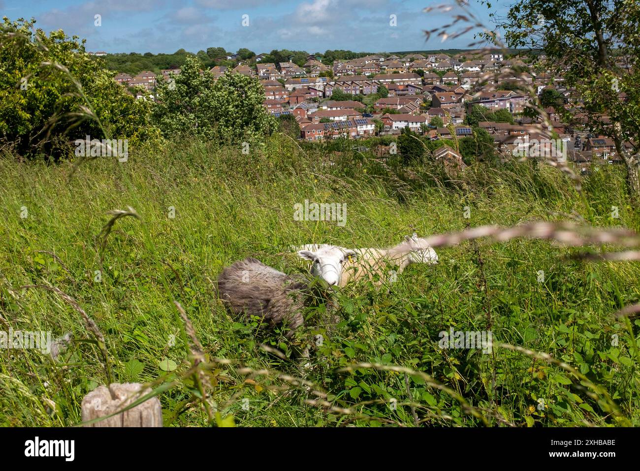 Pâturage de moutons de conseil près du domaine Whitehawk Council à East Brighton, Angleterre, Royaume-Uni Banque D'Images