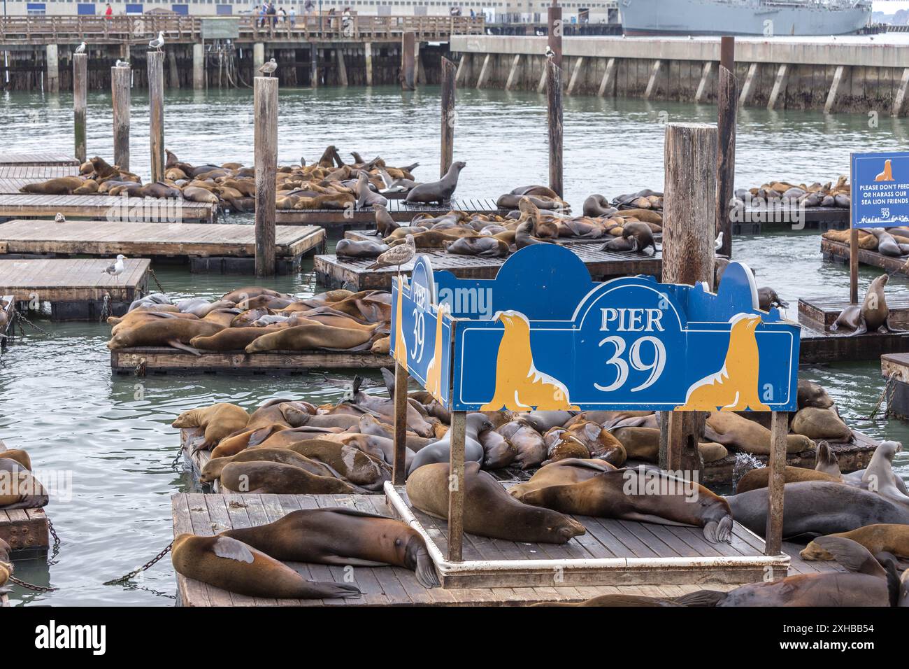 Les otaries de Californie à l'embarcadère 39 San Francisco Banque D'Images