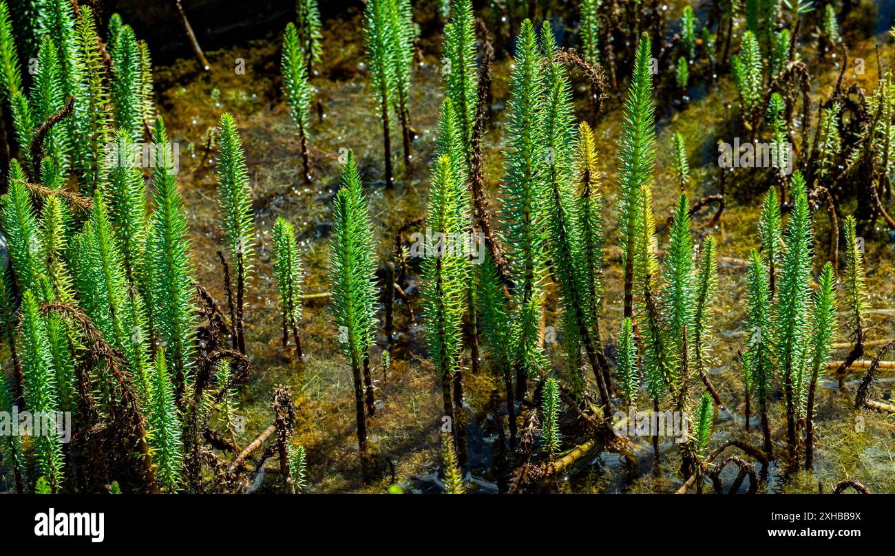 Hippuris vulgaris - queue de jument commune poussant dans l'étang au printemps. Banque D'Images