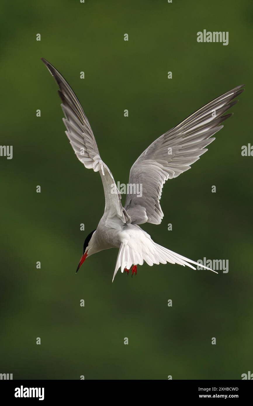 Gros plan arrière d'une sternidae (Sternidae) en plein vol avec des ailes déployées par une journée ensoleillée, avec un fond vert flou Banque D'Images