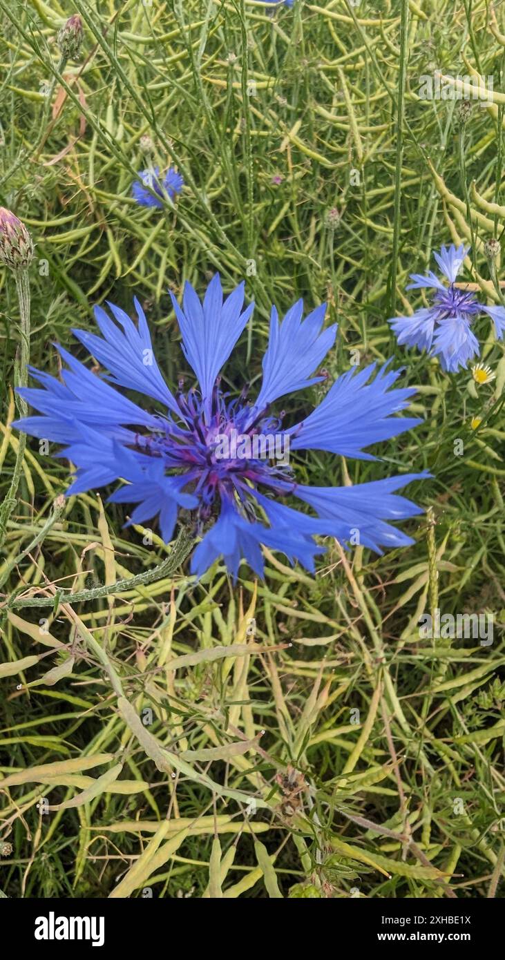 Bleuets bleus (Centaurea cyanus) dans le champ Banque D'Images