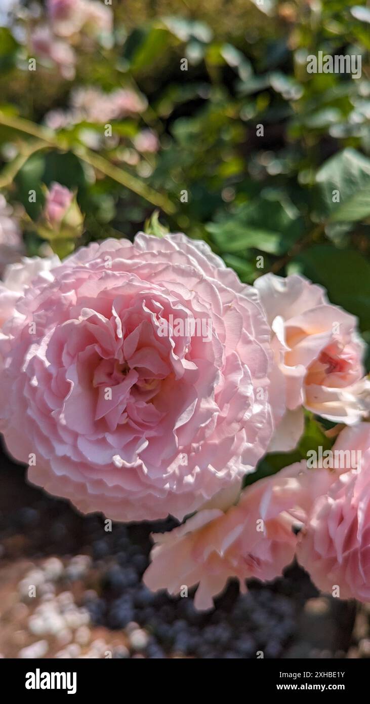 Belle rose rose dans le jardin, vue rapprochée Banque D'Images