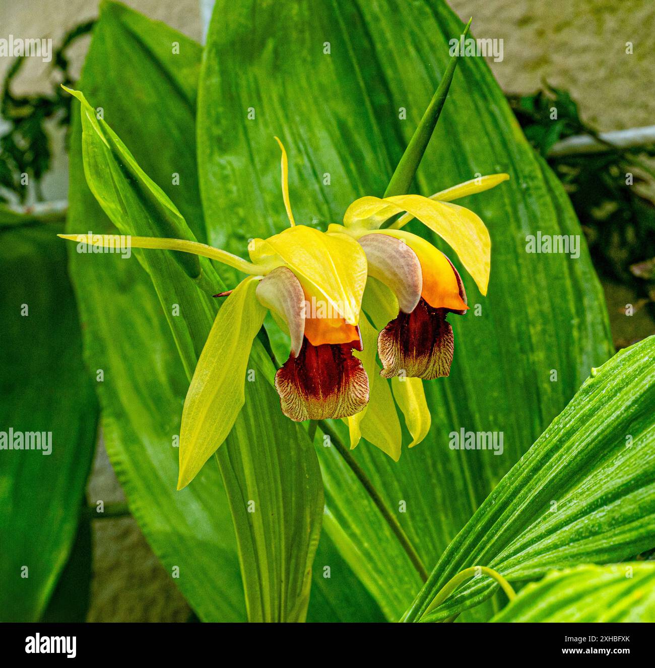 Coelogyne rumphii, Molucass - îles Maluku, fleur d'orchidée tropicale blanche sauvage, habitat naturel. Belle fleur d'orchidée, détail gros plan. Banque D'Images