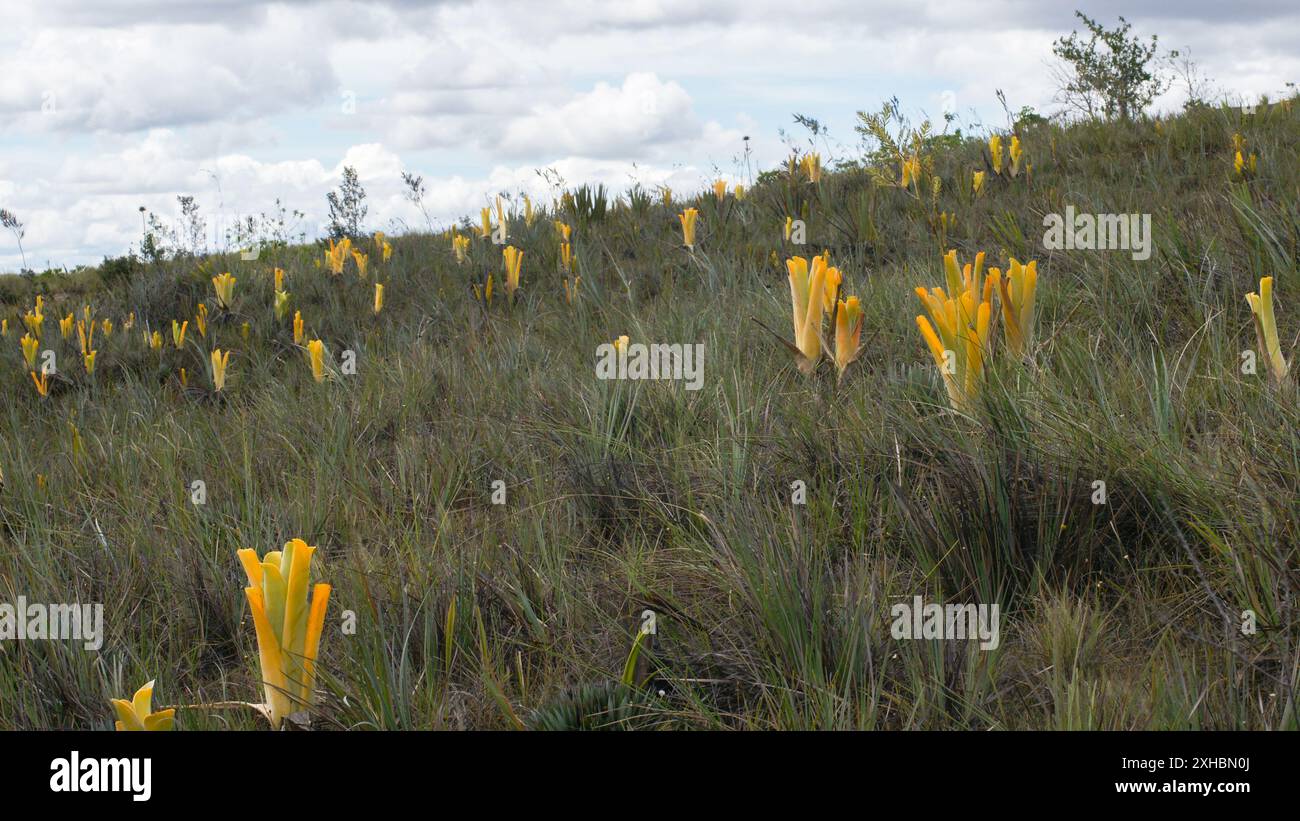 Pichets jaunes de la broméliade carnivore Brocchinia reducta dans le Gran Sabana, Venezuela Banque D'Images