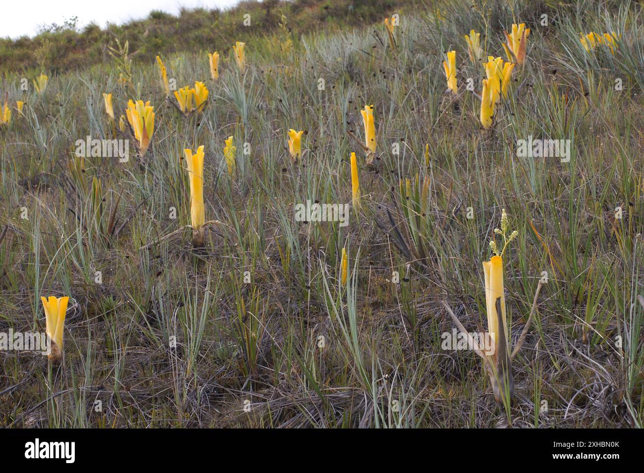 Brocchinia reducta broméliade carnivore avec pichets jaunes dans le Gran Sabana, Venezuela Banque D'Images