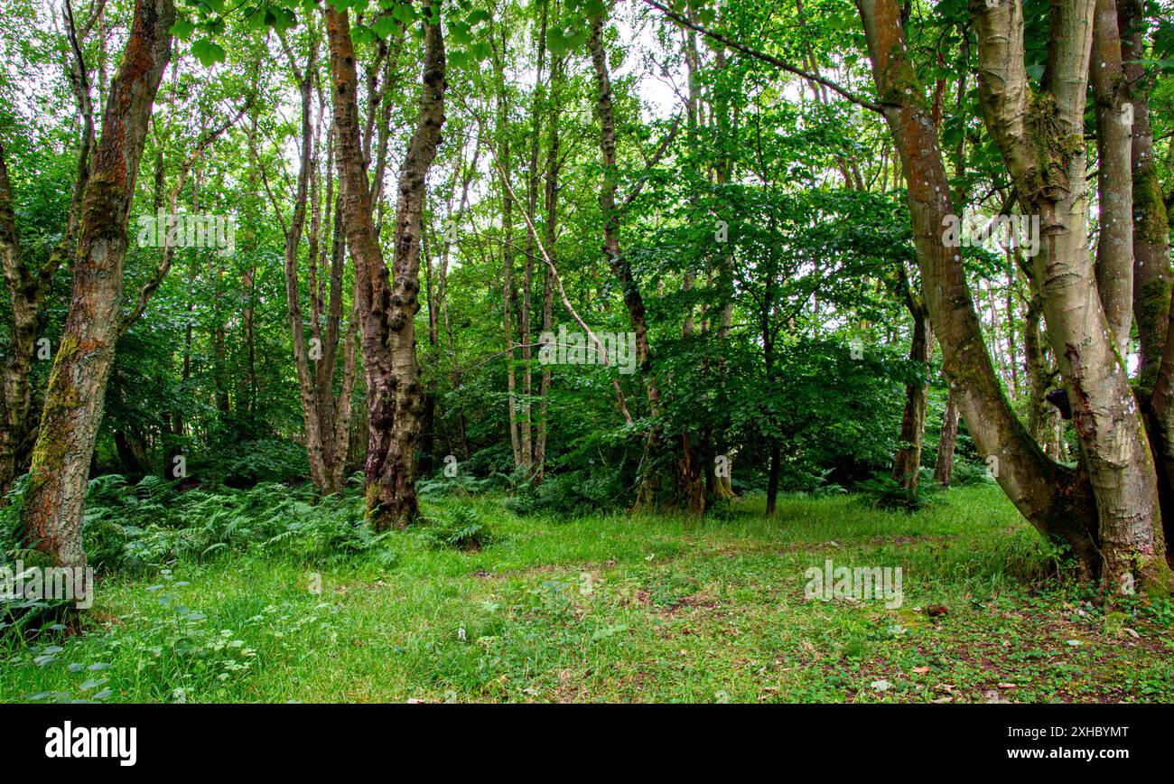 Dundee, Tayside, Écosse, Royaume-Uni. 13 juillet 2024. Météo britannique : pendant la nuit, la pluie de juillet s'est transformée en conditions sombres et humides à Clatto Park Woods. Les plantations luxuriantes et le terrain humide créent une ambiance effrayante, ce qui en fait un cadre idéal pour les films d'horreur. Les forêts de Dundee, en Écosse, ont des sentiers naturels sinueux, une faune étonnante, des arbres au feuillage vert vif, des plantes et des paysages à couper le souffle. Crédit : Dundee Photographics/Alamy Live News Banque D'Images