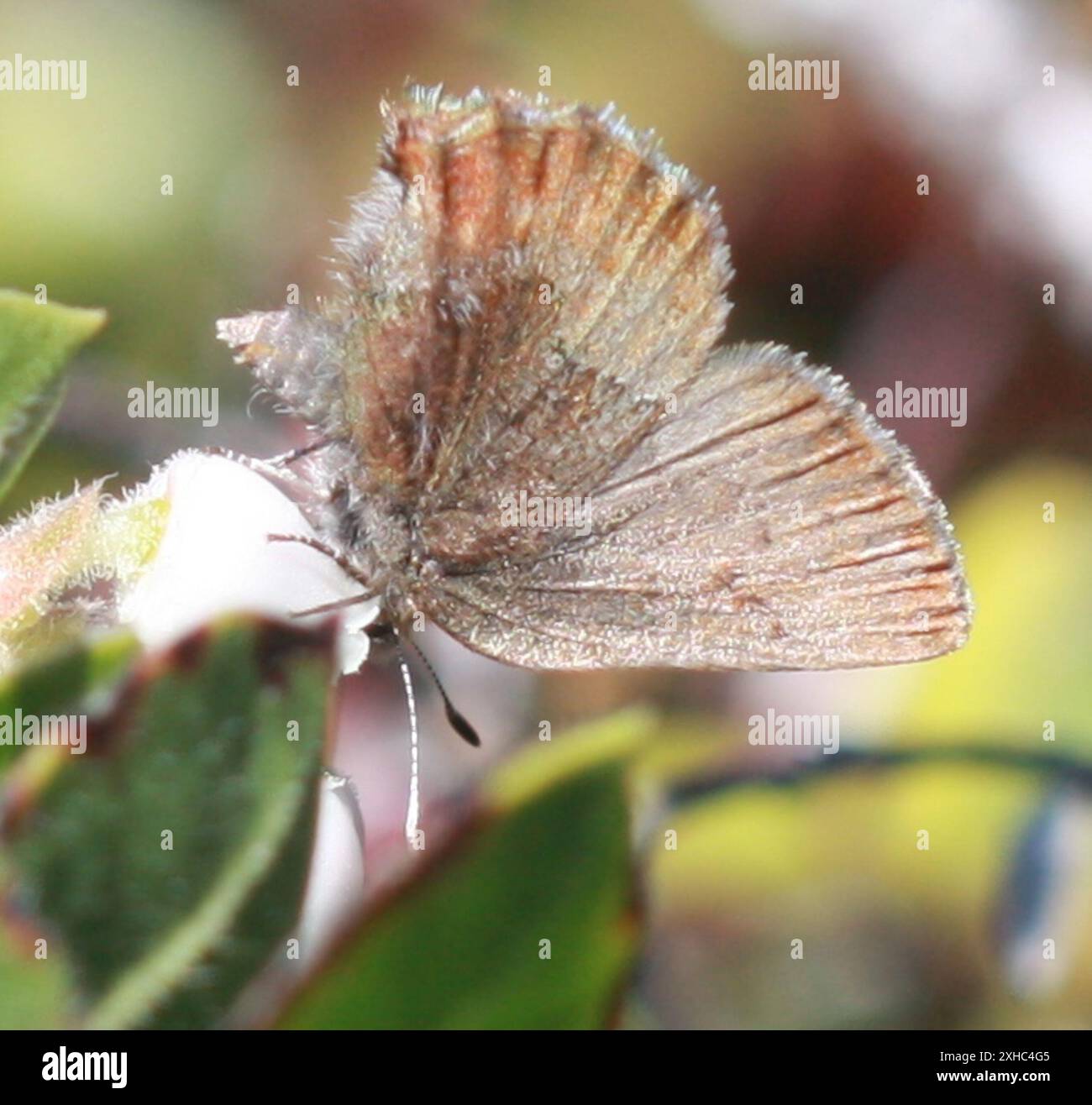 San Bruno Elfin (Callophrys mossii bayensis) Californie, États-Unis Banque D'Images