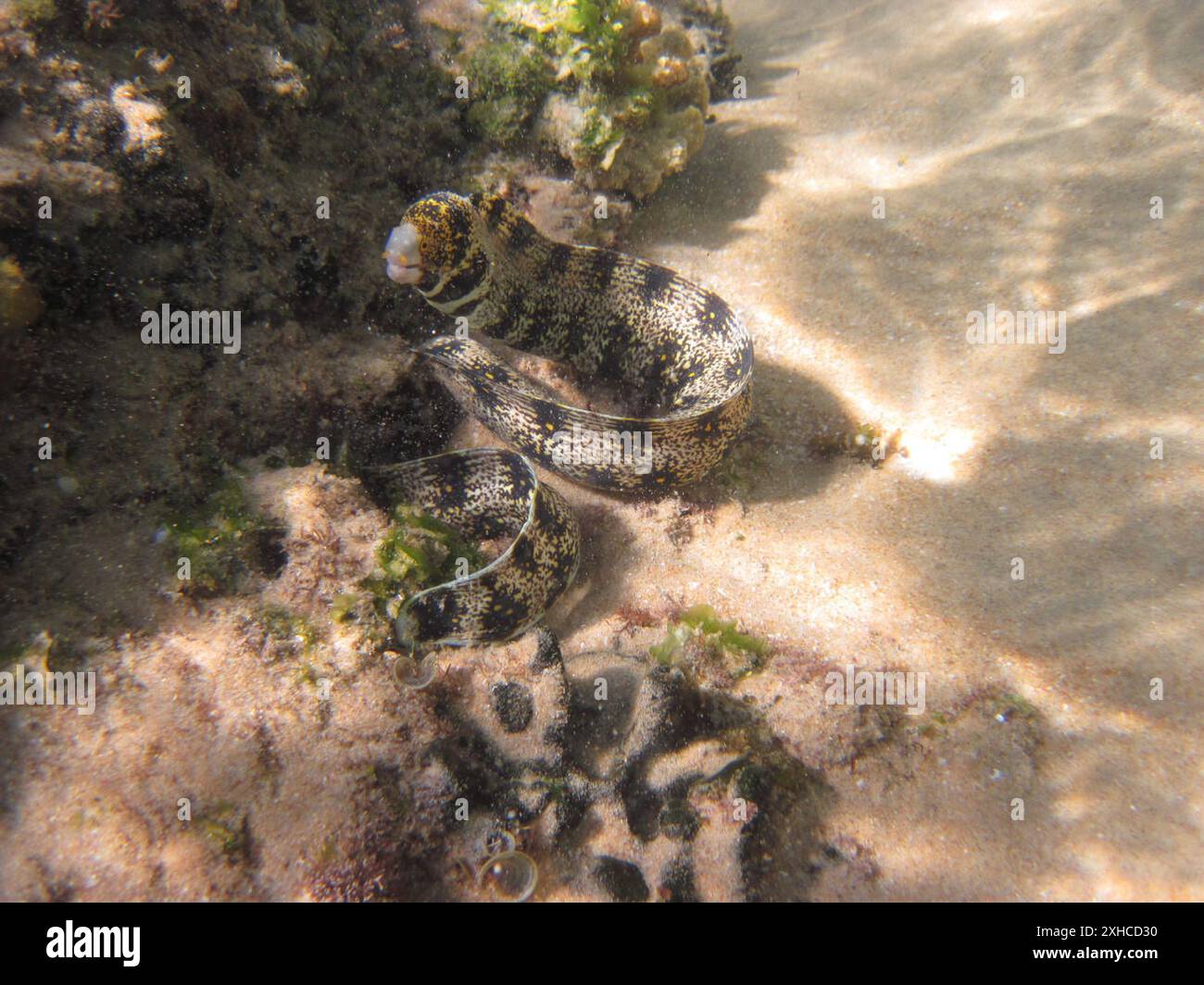 Flocon de neige Moray (Echidna nebulosa) Phare - Island Rock Road, Jangamo : Paindane Resort Banque D'Images