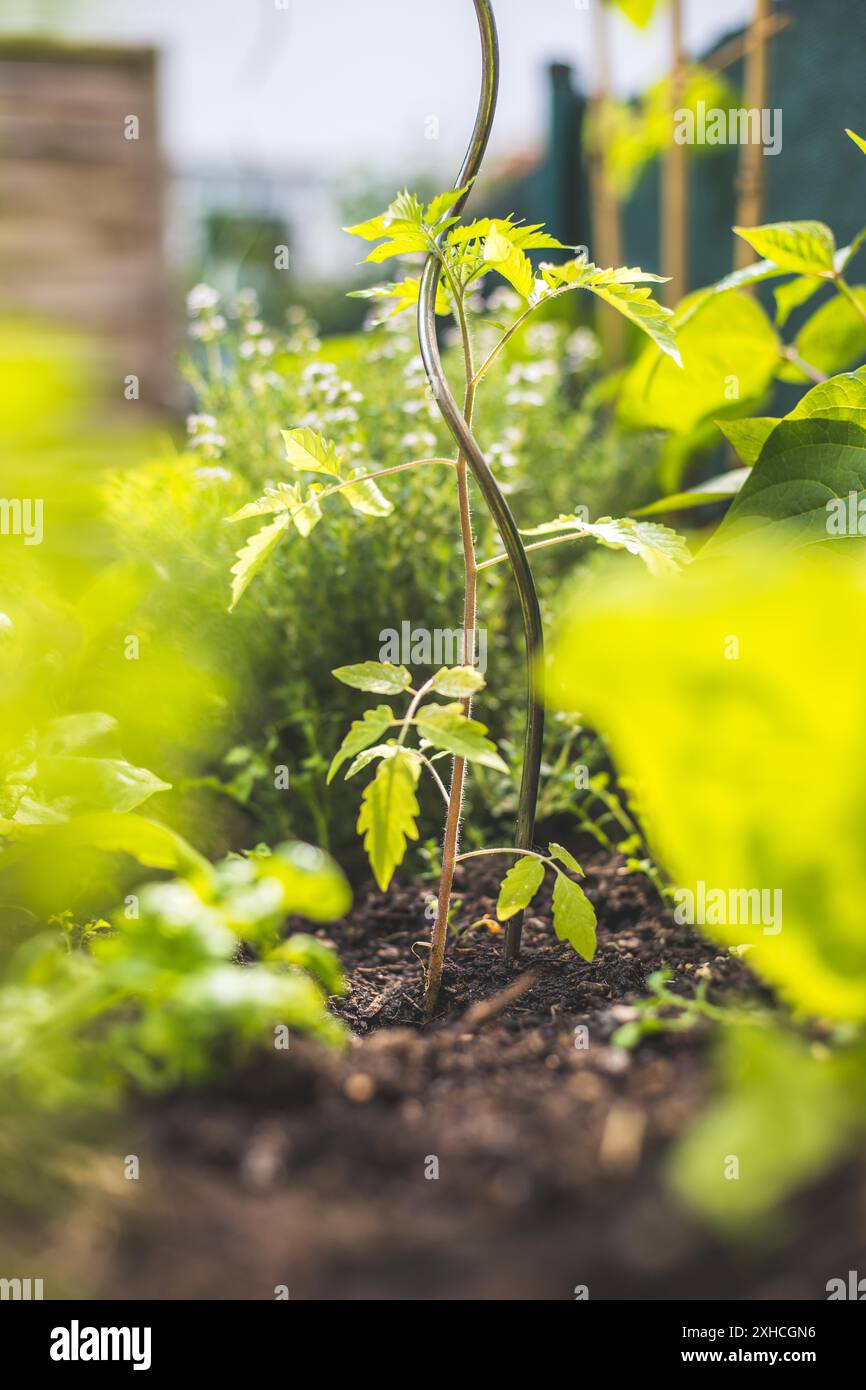 Une jeune plante de tomate pousse dans un lit surélevé la lumière du soleil Banque D'Images