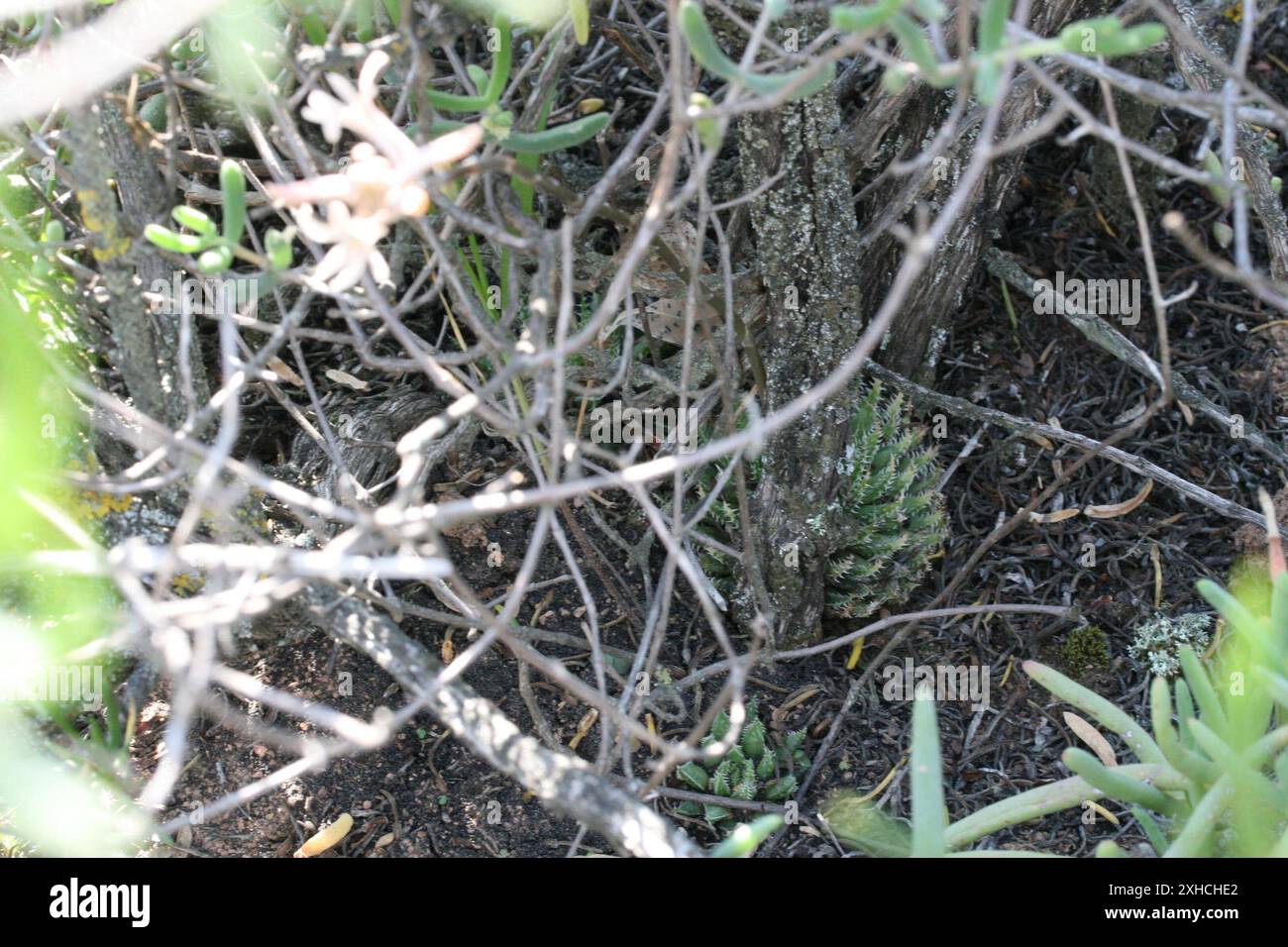 Aloès et alliés (Asphodeloideae) Karoo-Desert NBG Norton plot 1 : succulent naturel Karoo S du début du sentier de schiste dans le jardin botanique national de Karoo-Desert, Worcester. S face à une pente douce. Sur Malmesbury conglomérat ou schiste. Banque D'Images