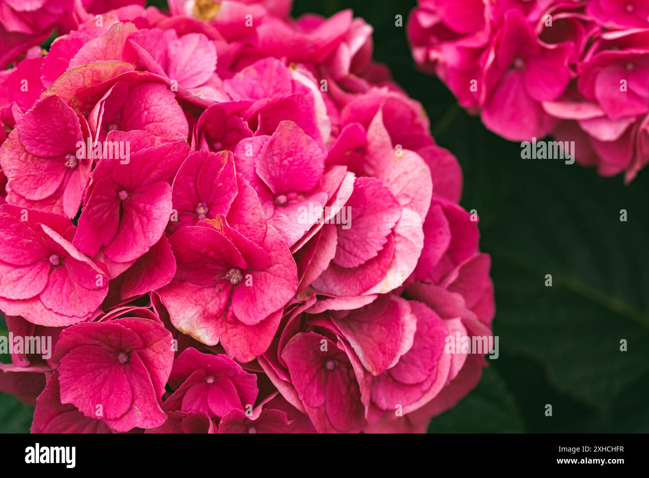 Summer Crush Bigleaf HSummer Crush Bigleaf Hydrangea closup de fleur de jardin. Thème floral Banque D'Images