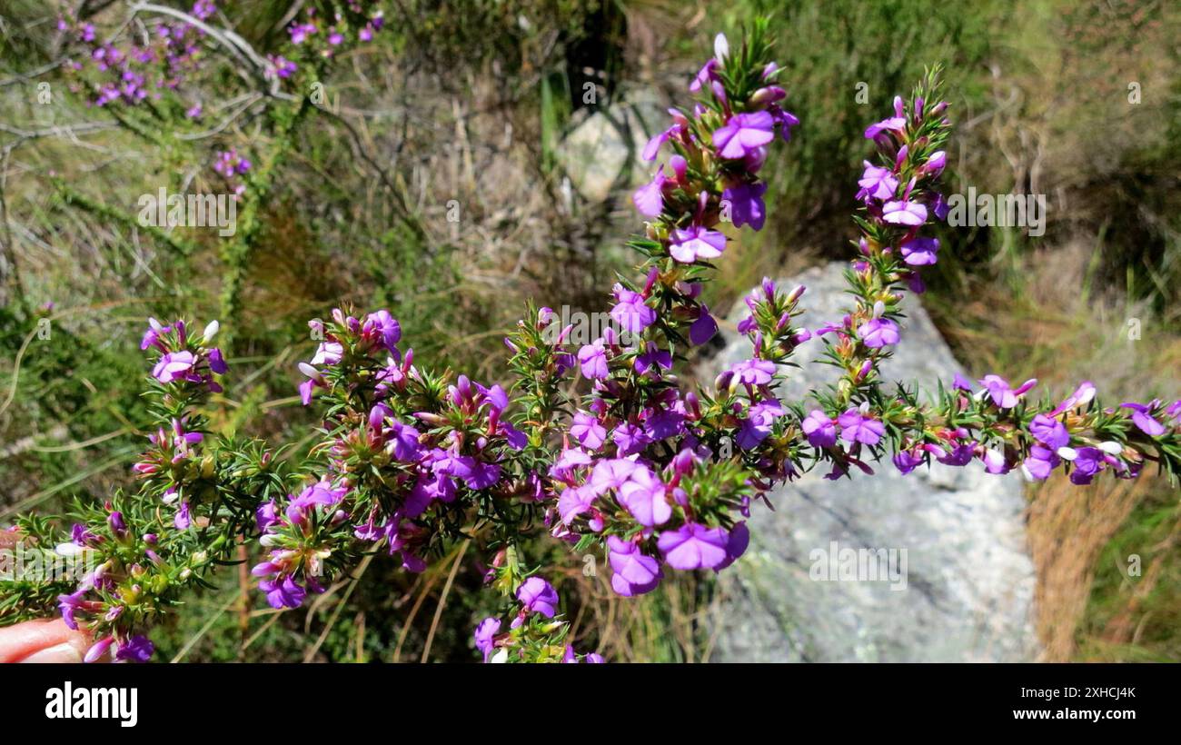 Randonnée de la rivière Krom à Pickly Purplegorse (Muraltia heisteria) Banque D'Images