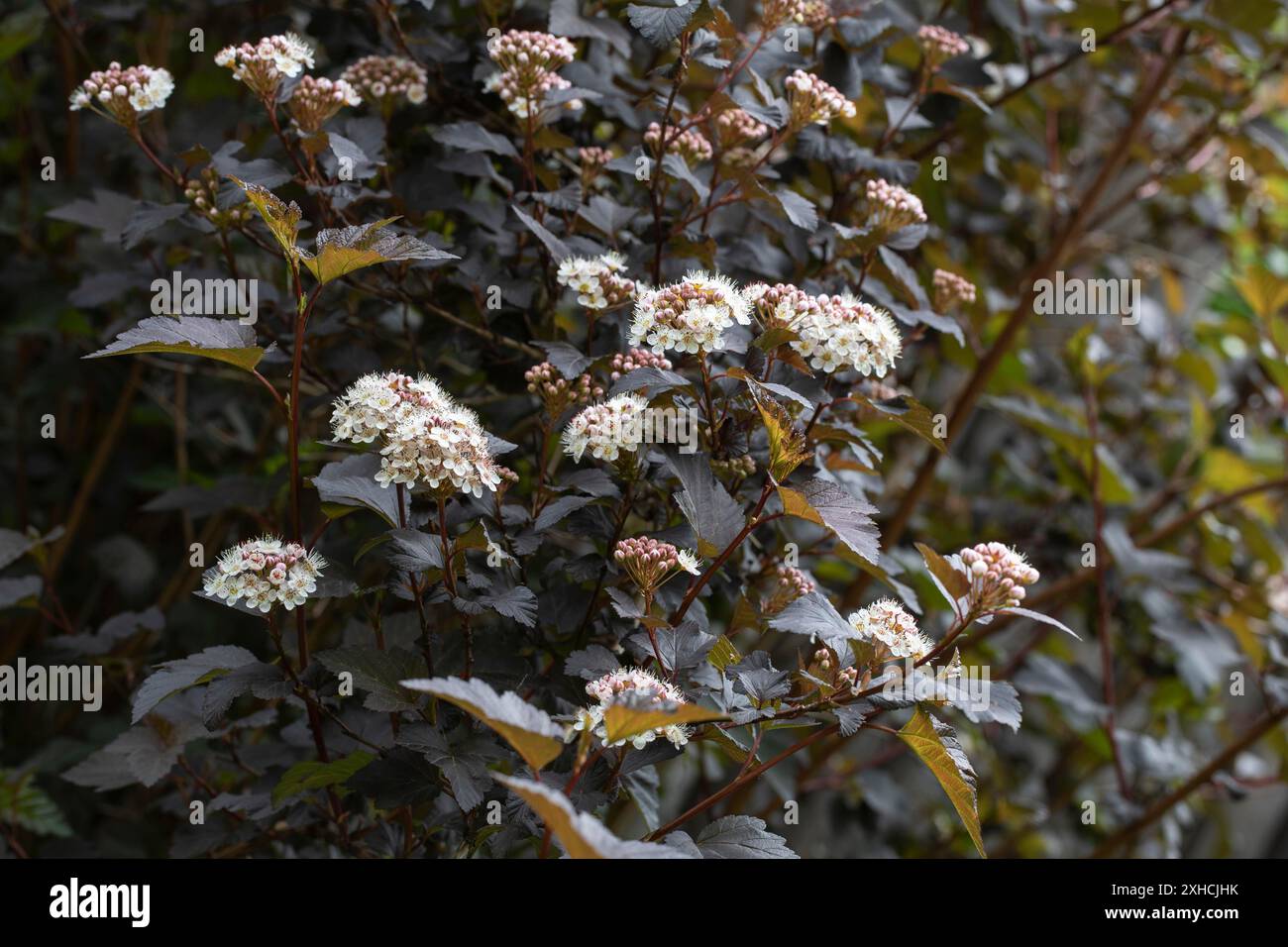 Le Bush du diable en fleurs (Physocarpus opulifolius) dans le jardin Banque D'Images