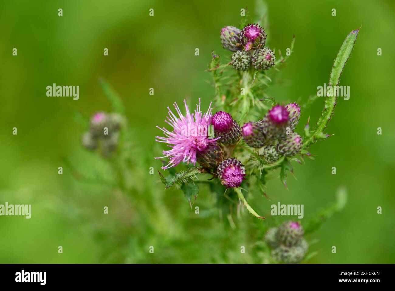 Fleurs du chardon rampant (Cirsium arvense). Cirsium arvense ou chardon rampant en été sur un champ Banque D'Images