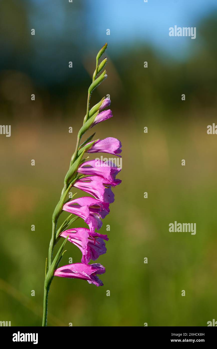 Gladiolus imbricatus sauvage dans un pré en Saxon. Gladiolus imbricatus sauvage en Saxe Banque D'Images