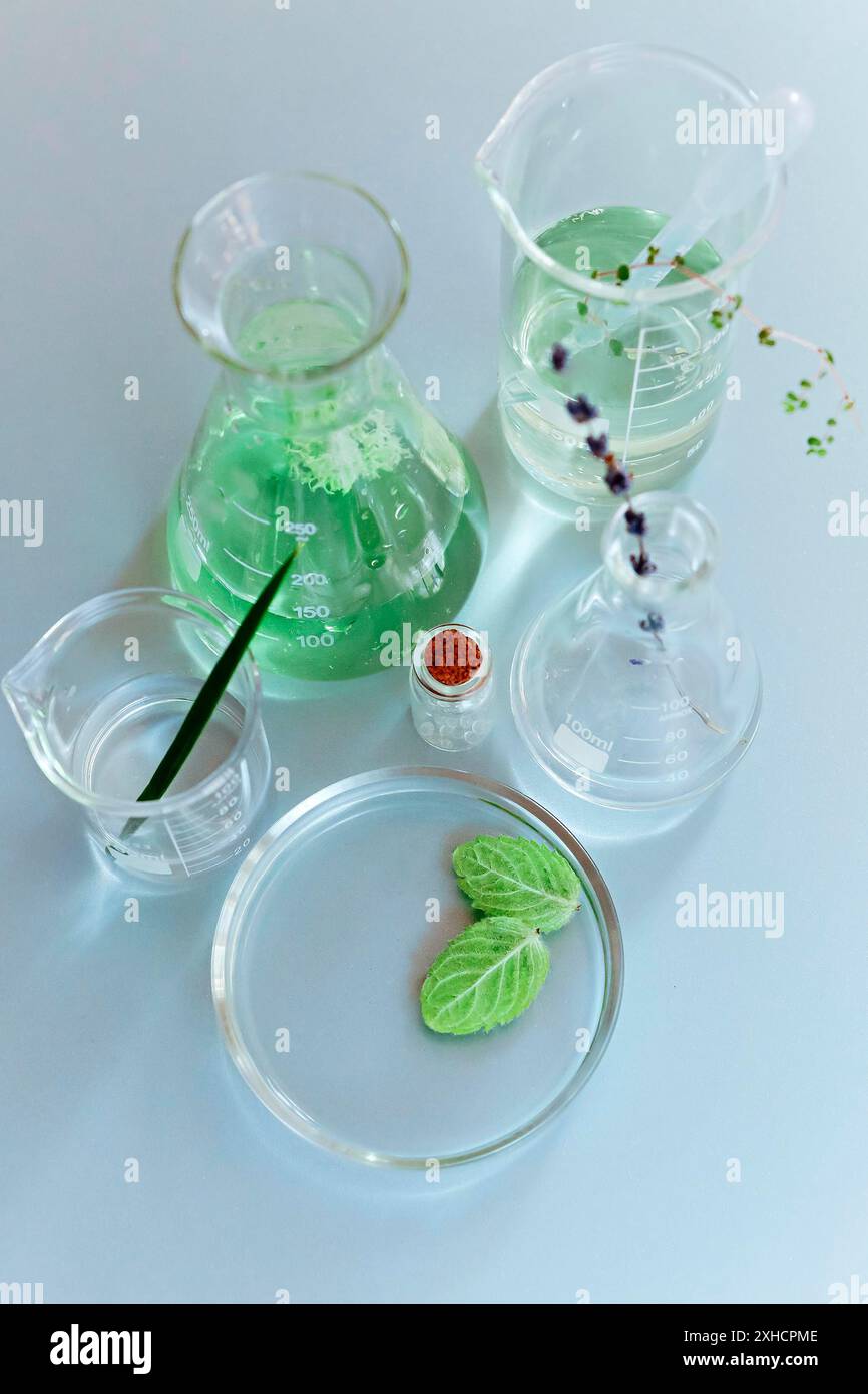 Flacons et flacons en verre assortis disposés avec des plantes vertes sur une table dans un laboratoire moderne Banque D'Images