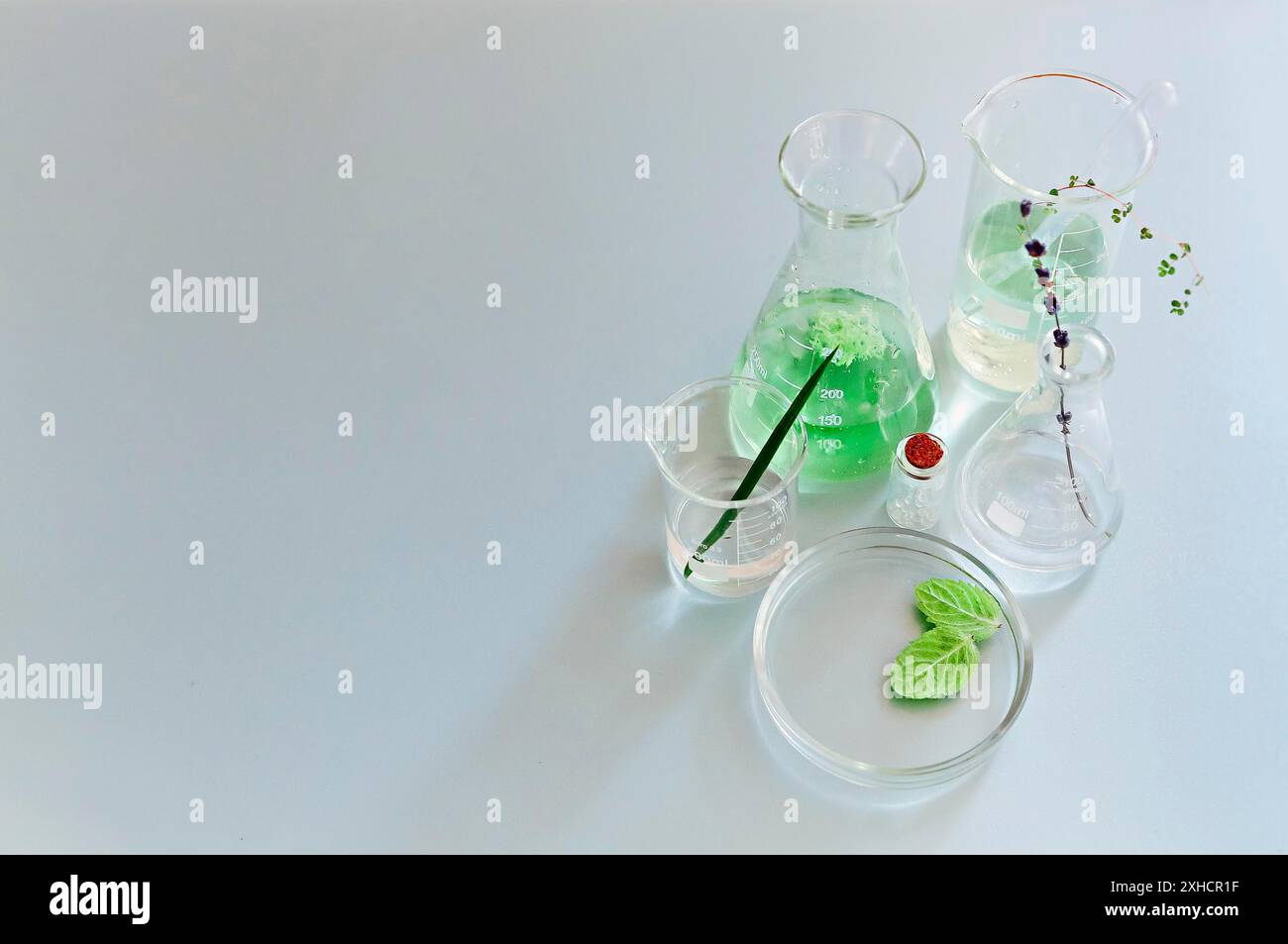 Flacons et flacons en verre assortis disposés avec des plantes vertes sur une table dans un laboratoire moderne Banque D'Images