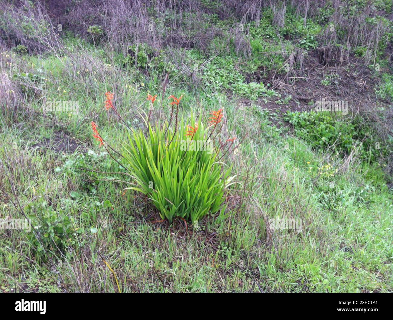 Drapeau africain (Chasmanthe floribunda) Eastshore State Park, Berkeley, CA, États-Unis Banque D'Images