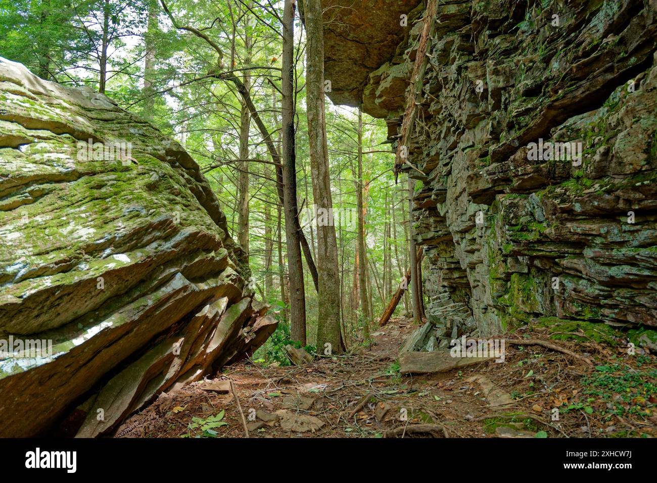 Un sentier à travers la forêt avec un terrain accidenté avec des arbres tombés des falaises au-dessus et entre d'énormes rochers entourés de vieux arbres de croissance dans un sh Banque D'Images