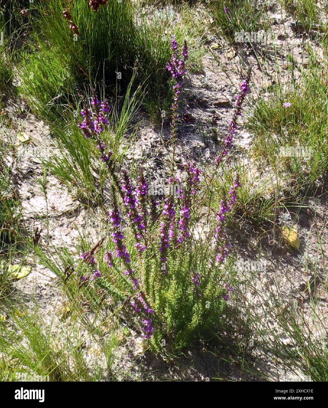 Prickly Purplegorse (Muraltia heisteria) Klein Drakenstein MTS au-dessus de Olive Glen Banque D'Images