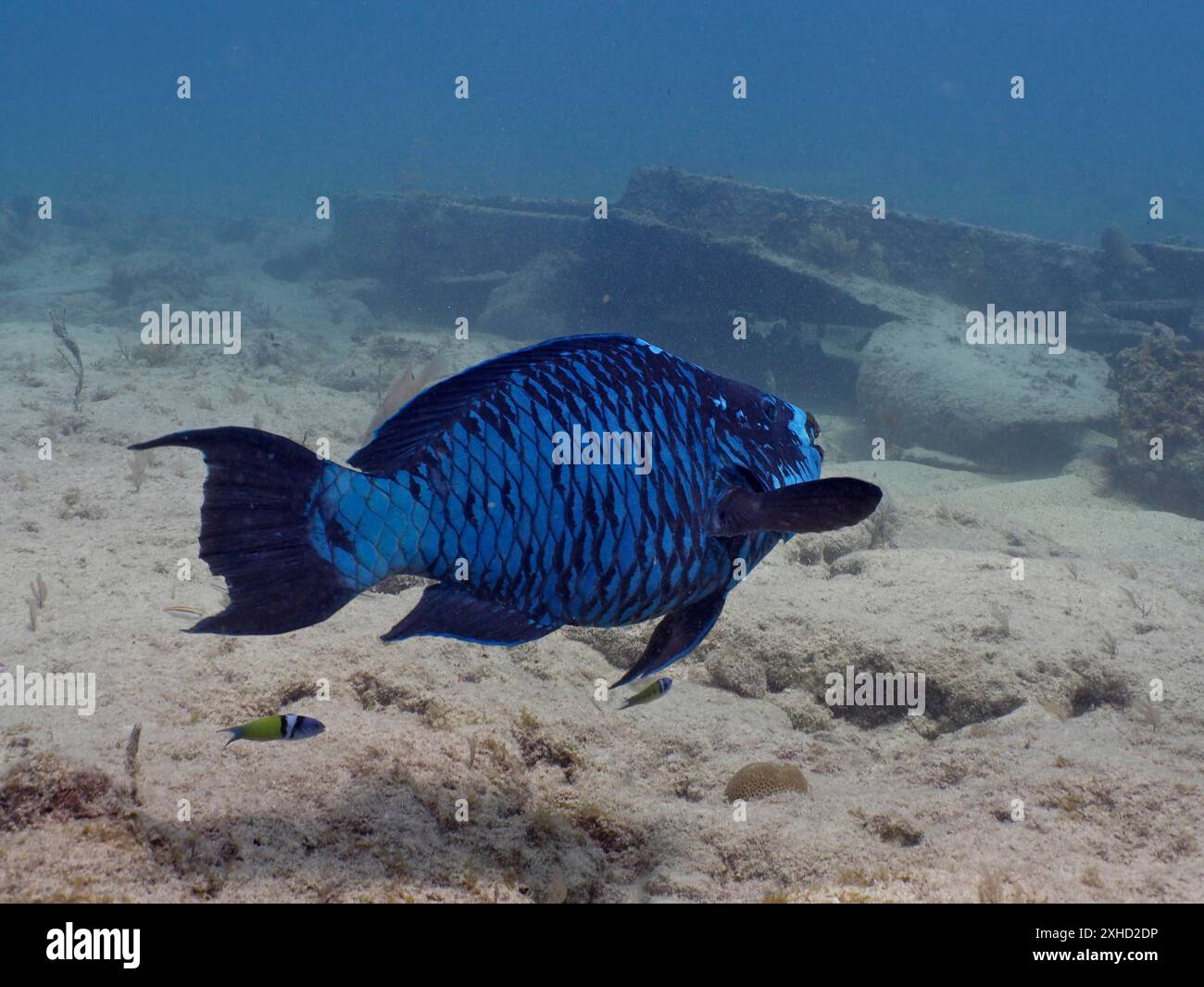 Un poisson bleu, le poisson perroquet de minuit (Scarus coelestinus), nage sur le récif corallien à côté d'une épave dans l'océan. Site de plongée John Pennekamp Coral Reef Banque D'Images