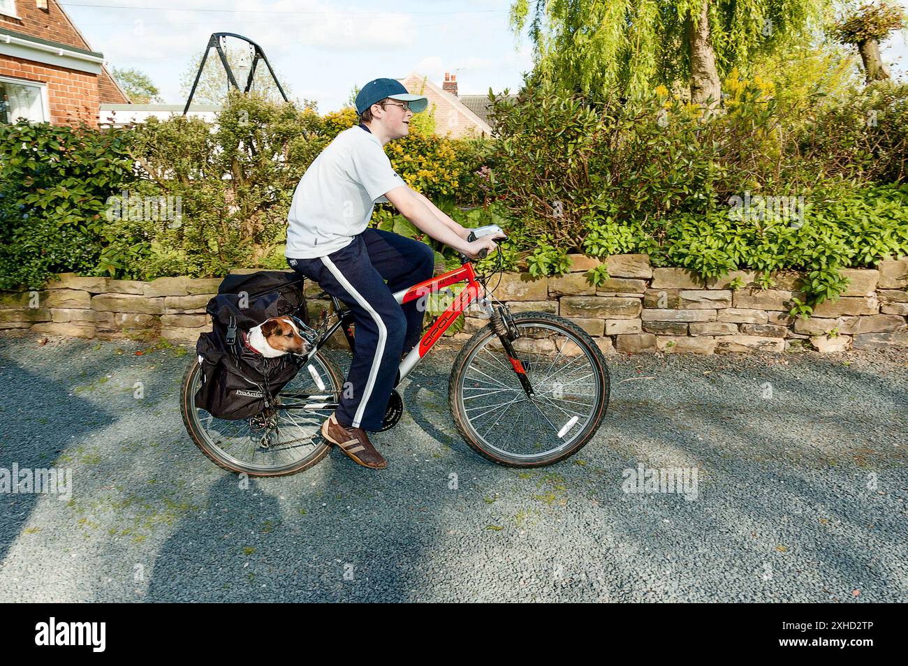 Un jeune garçon fait du vélo tandis qu'un Jack Russell regarde depuis son sac de selle Banque D'Images