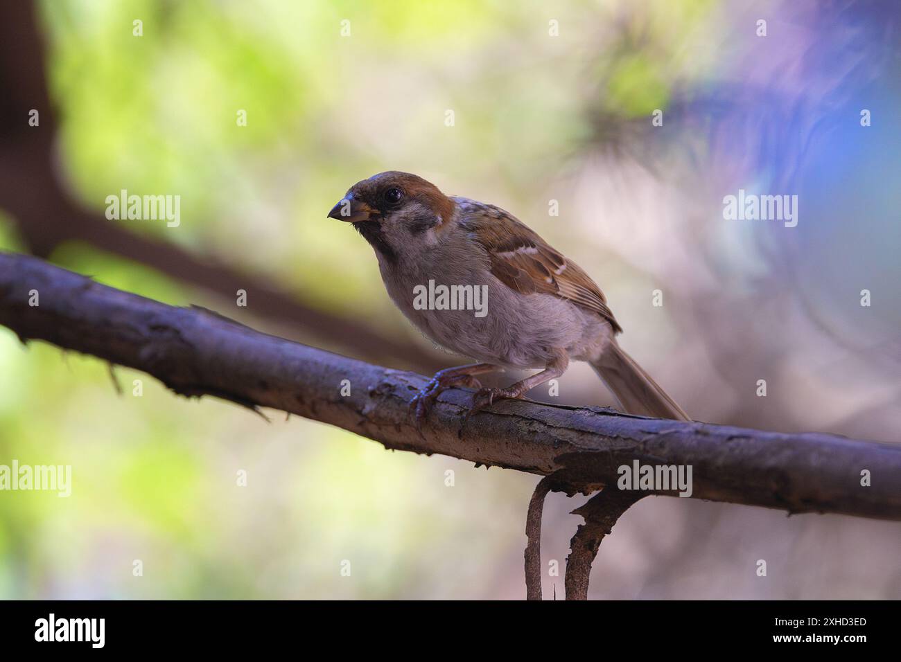 maison moineau dans une belle lumière dans le jardin, oiseau juvénile Banque D'Images