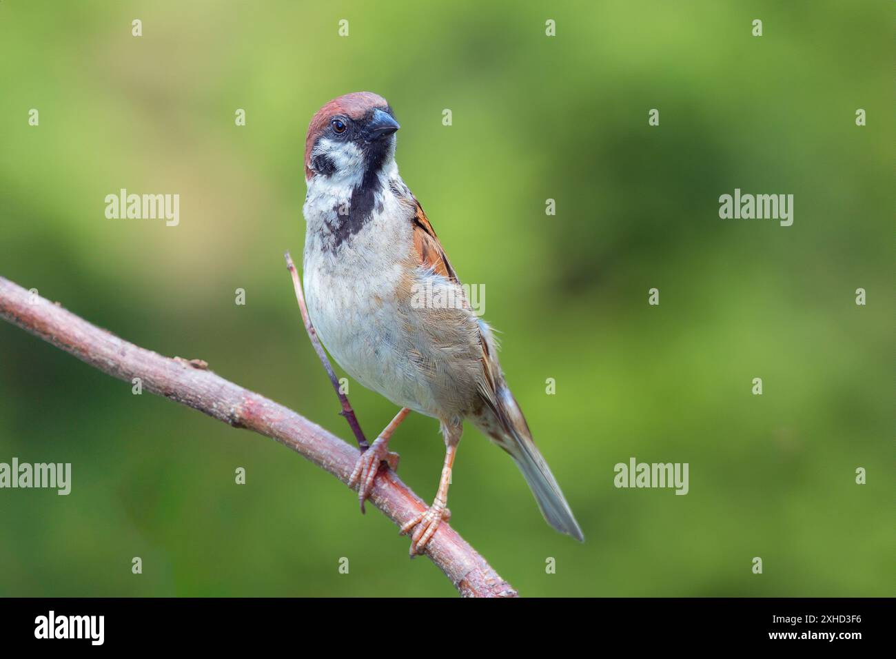 Moineau juvénile mâle dans le jardin sur fond vert hors foyer (passer montanus) Banque D'Images