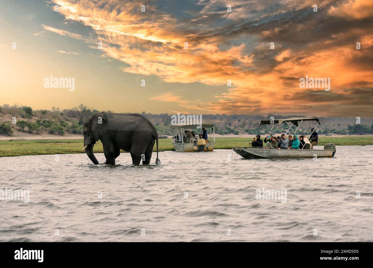 Parc national de Chobe, Botswana : les touristes dans un bateau observent les éléphants le long de la rivière Chobe dans le parc national de Chobe, Botswana. Banque D'Images