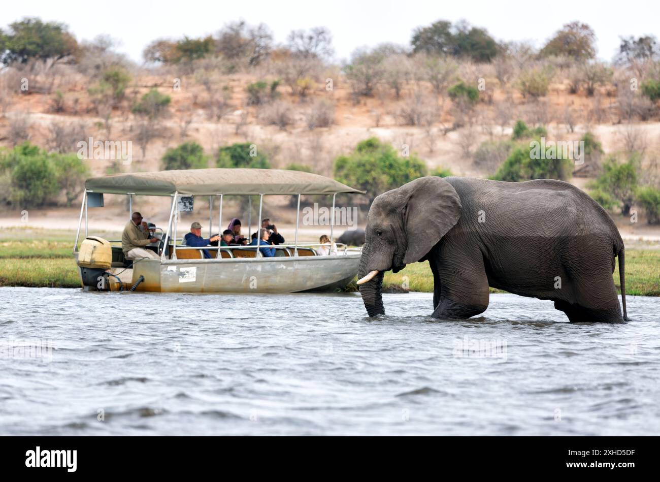 Parc national de Chobe, Botswana : les touristes dans un bateau observent les éléphants le long de la rivière Chobe dans le parc national de Chobe, Botswana. Banque D'Images