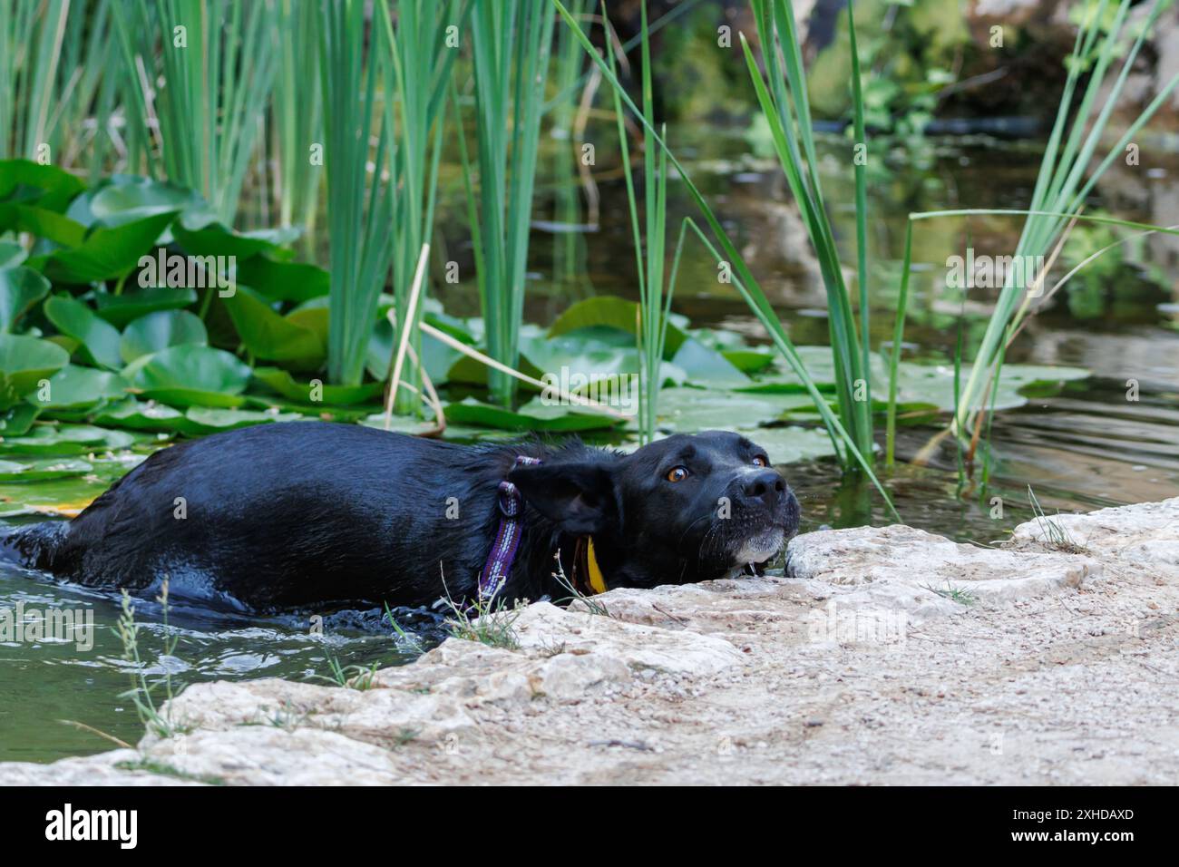 Chien noir baignant dans un étang avec des nénuphars, Onil, Espagne Banque D'Images