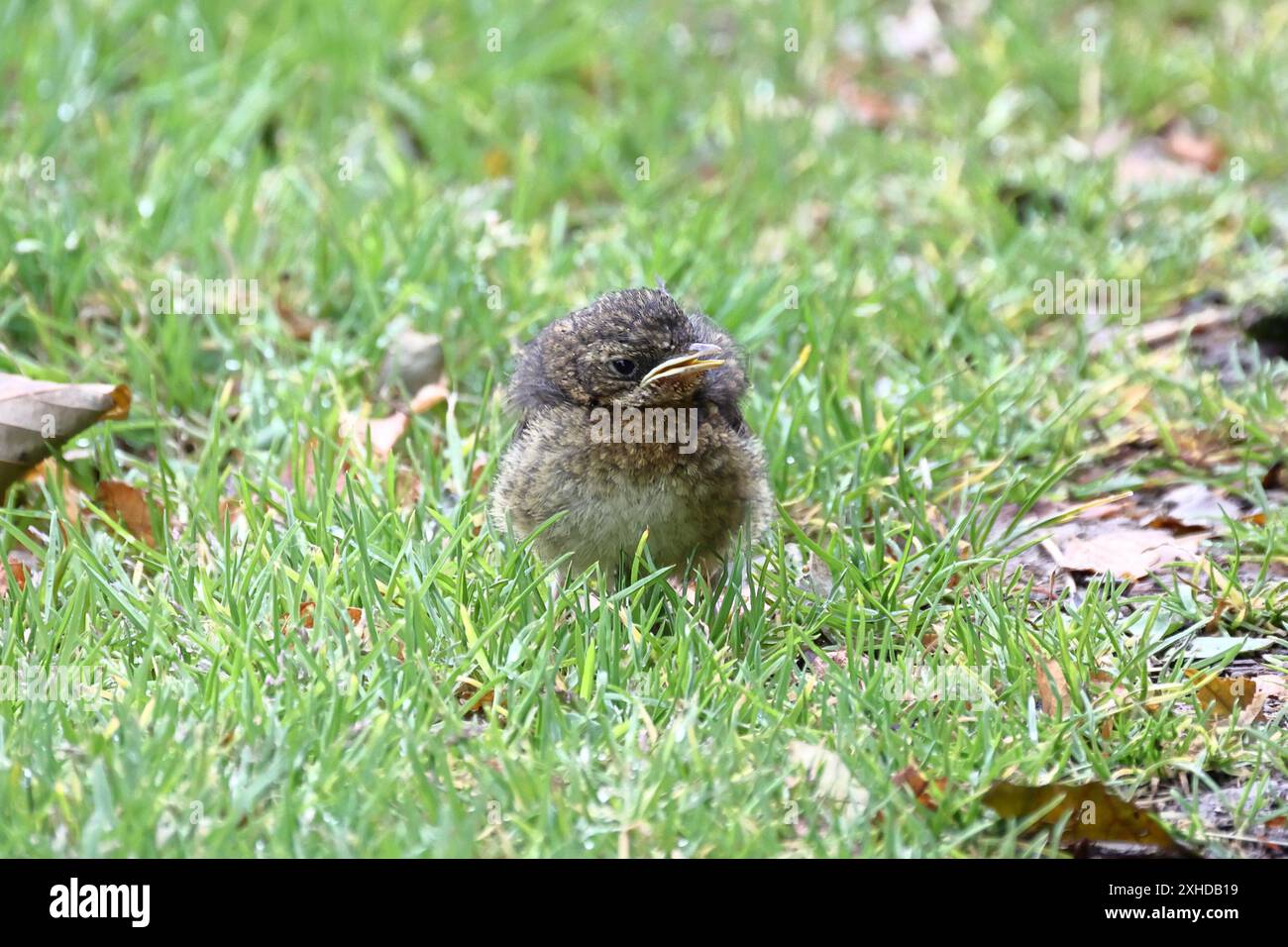 Baby Wren (Troglodytes Troglodytes). Une image en gros plan d'un bébé wren, encore incapable de voler, dans le nord de l'Angleterre. Banque D'Images