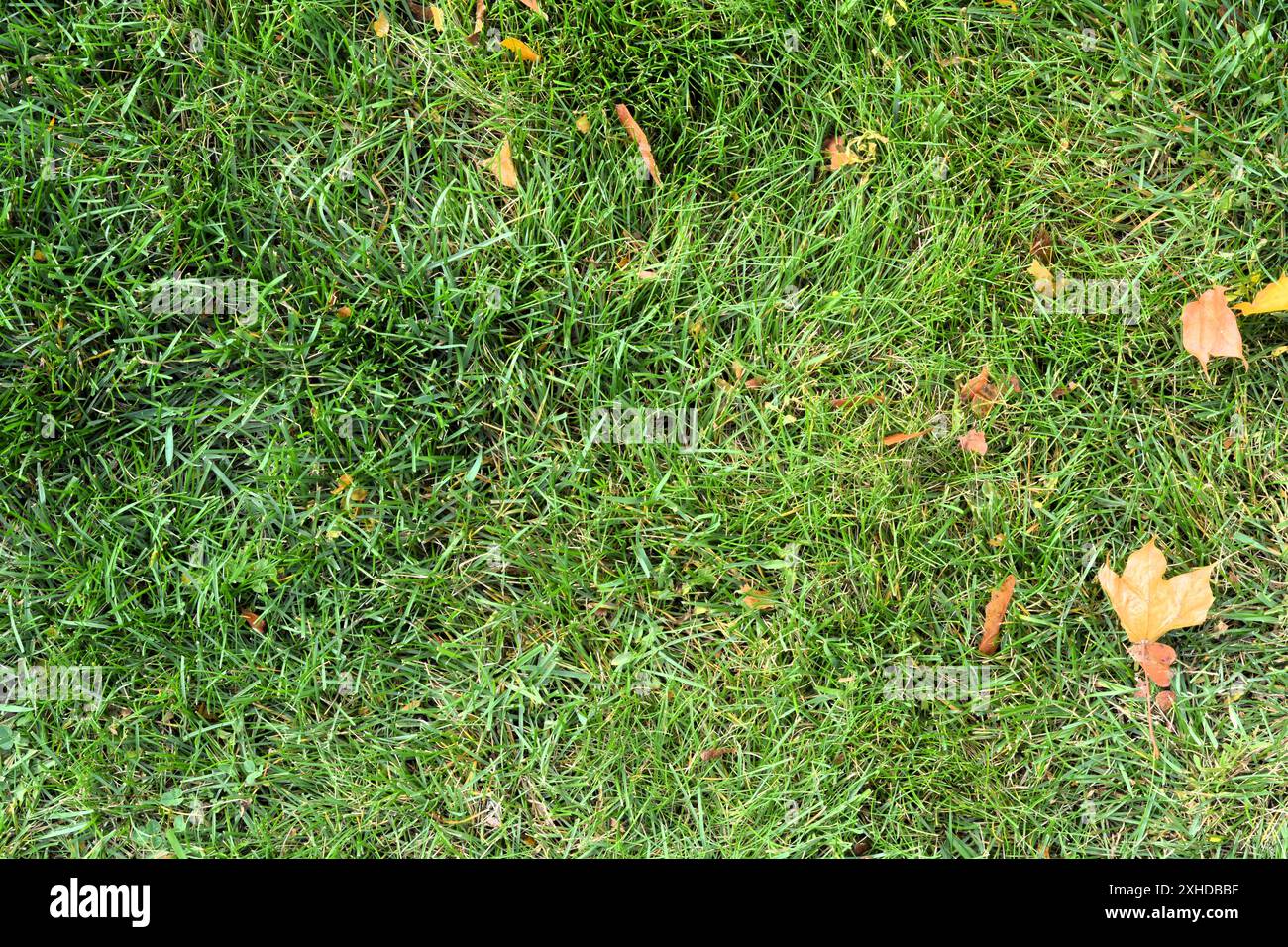 Fond d'herbe verte avec quelques feuilles d'érable dispersées que l'été se termine et que l'automne commence. Banque D'Images