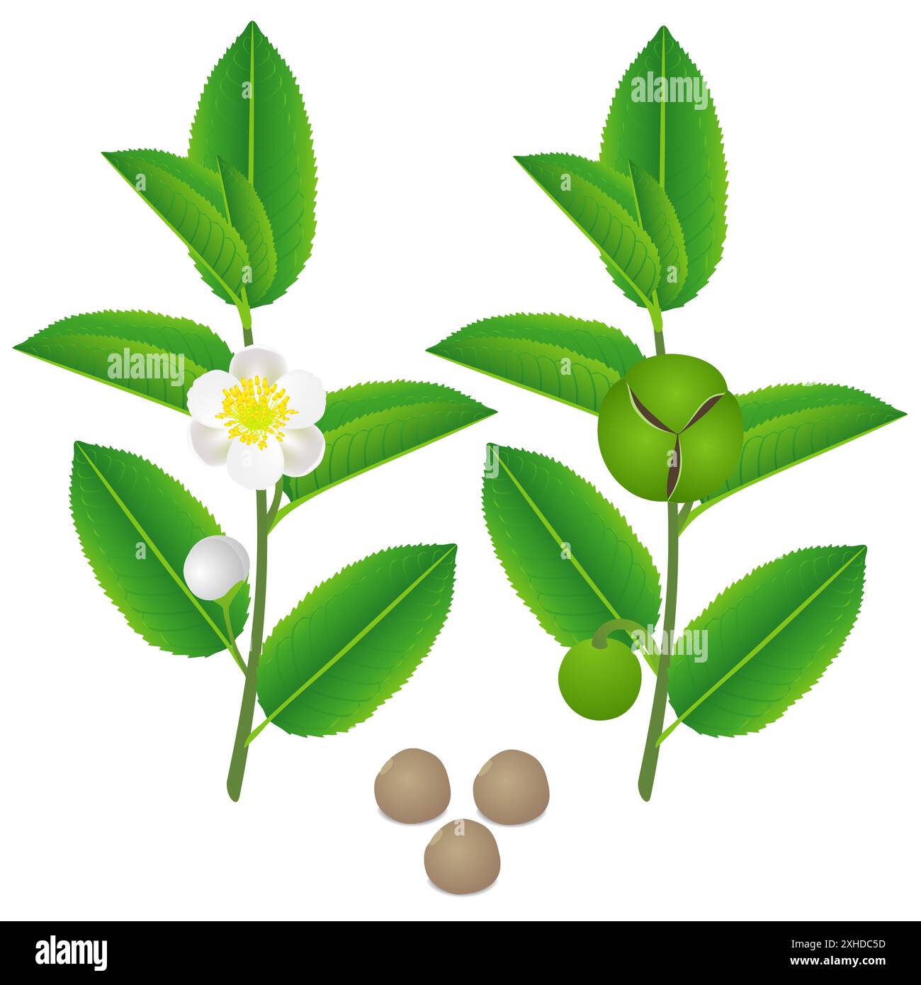 Brindilles d'un plant de thé vert avec des fleurs, des fruits et des graines. Illustration de Vecteur