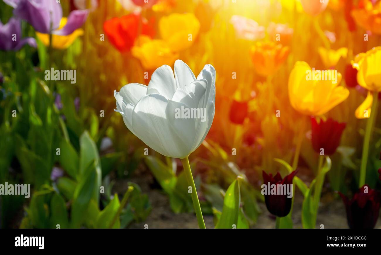 Gros plan de tulipes blanches au coucher du soleil. La floraison des tulipes blanches au printemps. Magnifique vue sur les tulipes blanches au coucher du soleil. Banque D'Images
