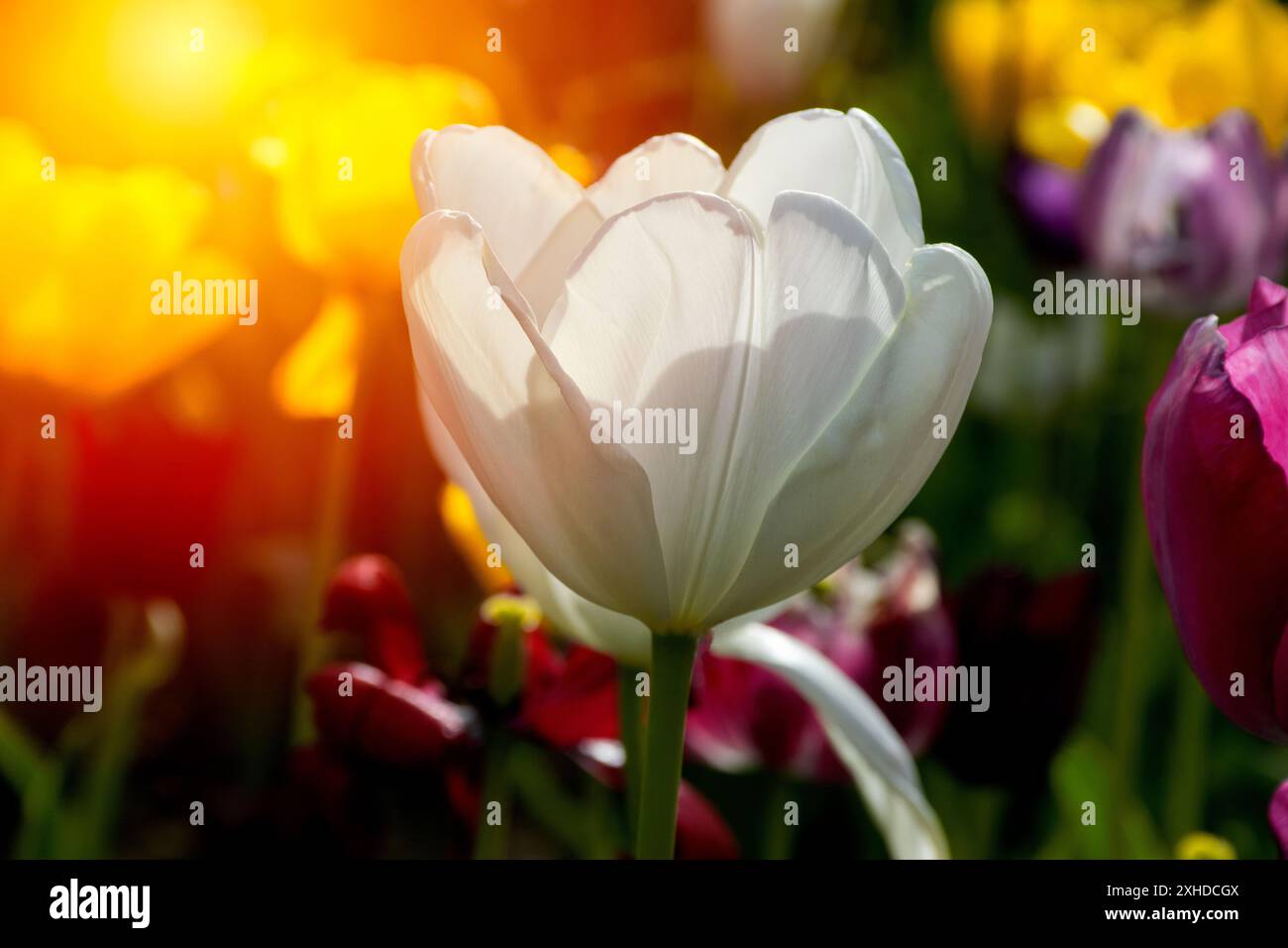 Gros plan de tulipes blanches au coucher du soleil. La floraison des tulipes blanches au printemps. Magnifique vue sur les tulipes blanches au coucher du soleil. Banque D'Images